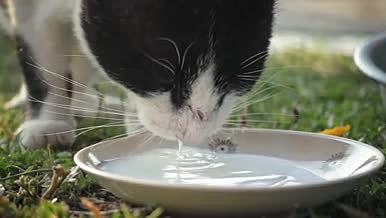 牛奶猫喝羊奶实拍超清素材视频的预览图